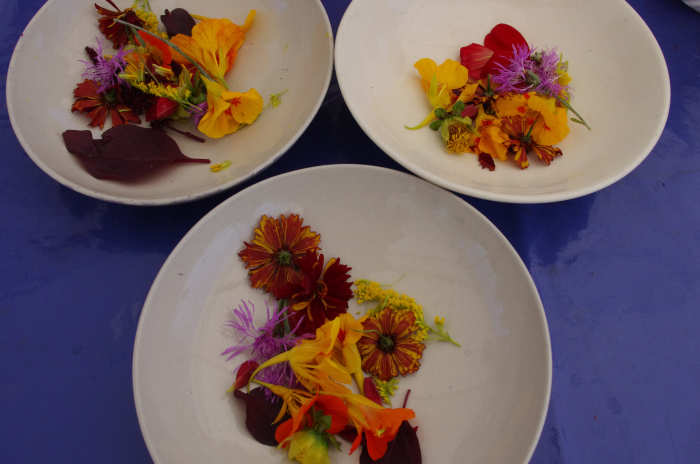Blüten und Blätter zur Farbherstellung